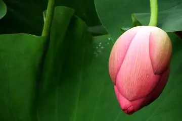 <p>งดงาม</p>