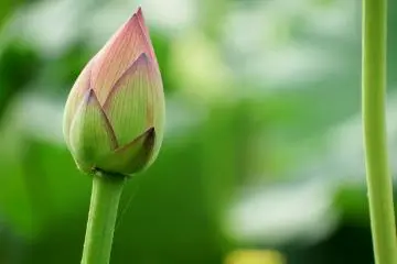 <p>ดอกบัวดอกนี้เริ่มต้นช้าที่สุด เพิ่งจะเริ่มบานในช่วงกลางเดือนสิงหาคม</p>
