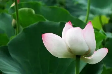 <p>ดอกบัวสีขาวและสีชมพูกำลังจะบานสะพรั่ง</p>