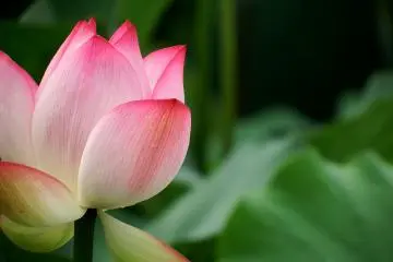 <p>ดอกบัวสีชมพูอย่างใกล้ชิด</p>