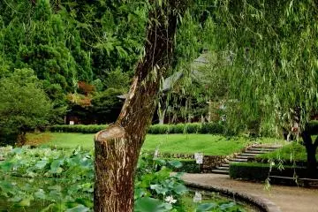 <p>ที่สวนมีสระบัวหลายแห่ง</p>