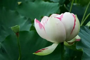 <p>ดอกบัวดอกนี้มีสีผสม</p>