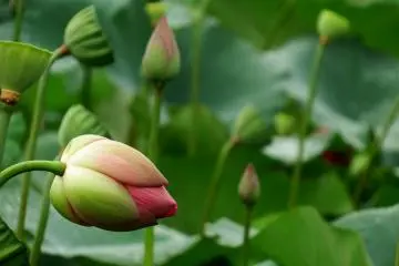 Echizen Lotus Photo Collection - 1