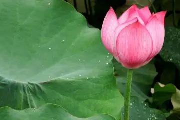 <p>After a storm, rain drops are here and there on the leaves</p>