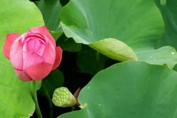 <p>What a deep, gorgeous color!</p>