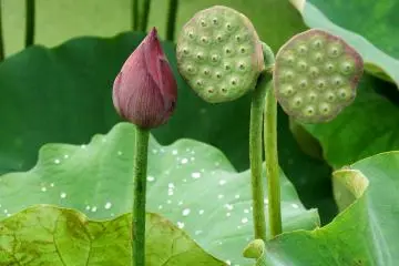 <p>Unique lotus receptacle resembling beehive</p>