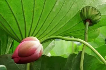 <p>Curvy stems, pretty petals and large leaves with clear veins...they are just beautiful</p>
