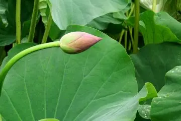 <p>Contrast of large green leaves and the curvy stems is quite interesting</p>