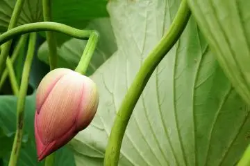 <p>Bowing lotus</p>