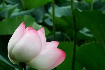 <p>Pink and white in the dark</p>