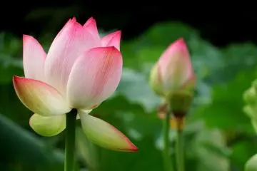 <p>Petals of lotus look they drop off easily, but they somehow cling to receptacles even during a storm</p>