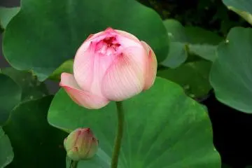 <p>Round shape of this lotus is really cute</p>