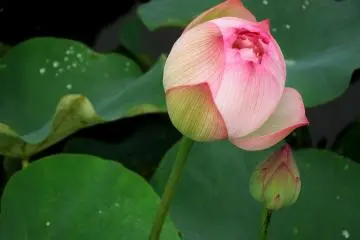 <p>How lovely!</p>