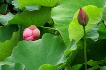 <p>Light green and deep pink</p>