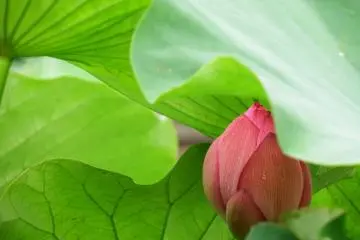 <p>This one was hiding behind leaves</p>