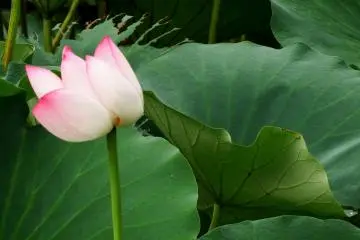 <p>Unique way leaves spread out and lotus tilts its head</p>