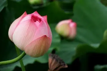 <p>This one looks like a peach!</p>