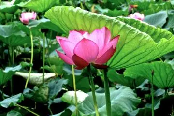 <p>ดอกบัวที่บานเต็มที่และใบสีเขียวที่สวยงาม ในเมืองเกียวดะ ไซตามะ
&nbsp;</p>