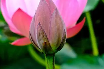 <p>บัวตูมบัวบาน ในเมืองเกียวดะ ไซตามะ</p>