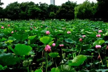 <p>สระบัวแห่งหนึ่งและหอคอยชมสวน ในเมืองเกียวดะ ไซตามะ</p>