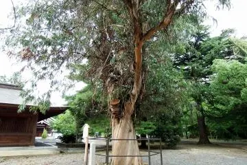 <p>Tsuruga city's natural monument, an eucalyptus tree. This tree grows in warm climate and it's rare that it grows in a cold climate like Tsuruga in the&nbsp;Hokuriku region</p>