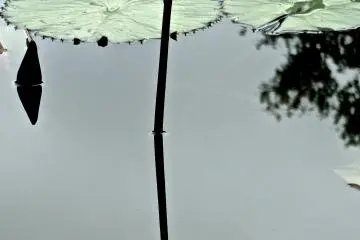 <p>ดอกบัวสายสีม่วงดอกหนึ่งและเงาสะท้อน ที่สวนดอกไม้อาชิคางะ</p>