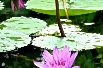 <p>ดอกบัวสายสีม่วงสองสามดอกซึ่งกำลังบานอยู่ในระยะต่าง ๆ ที่สวนดอกไม้อาชิคางะ</p>