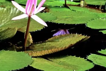 <p>ดอกบัวสายสีชมพูสองดอกชูก้านสูงเหนือใบสีเขียว ที่สวนดอกไม้อาชิคางะ</p>