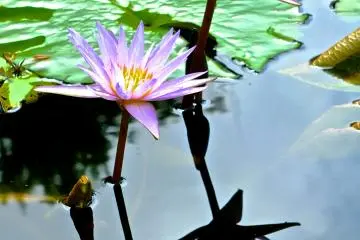 <p>ดอกบัวสายและเงาสะท้อน ที่สวนดอกไม้อาชิคางะ</p>