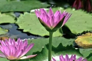 <p>ดอกบัวสายที่งดงามสี่ดอก ที่สวนดอกไม้อาชิคางะ</p>