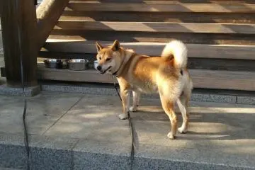 <p>Myoshinin has a resident dog, who likes people and being stroked. Just don't touch his tail!</p>