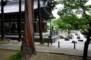 <p>Besides cedars and fabulous pine trees, there were many cherry trees in the grounds</p>
