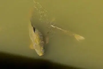 <p>Koi in what appears to have been a moat around the shrine</p>