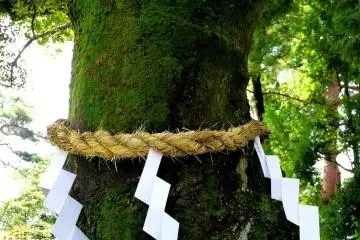 <p>A sacred tree wears a rope garland with paper streamers</p>