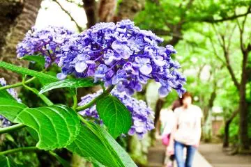 <p>A close up of a hydrangea found along one of several pathways inside Gokuraku Temple &nbsp;</p>