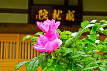 <p>One of several beautifully colored flowers found around the gardens of Jojuin Temple</p>