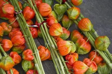 <p>Des h&ocirc;zuki, aussi connus sous le nom de lanternes japonaises (physalis), une plante d&eacute;corative</p>
