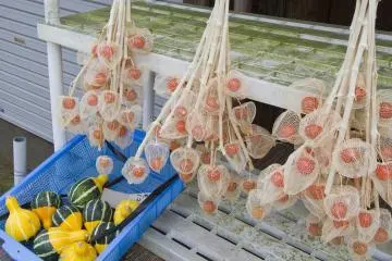 <p>Les feuilles oranges qui recouvrent le fruit s&egrave;chent, jusqu'&agrave; devenir translucides</p>
