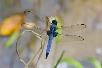 <p>Les libellules abondent en &eacute;t&eacute;, voici un m&acirc;le Orthetrum&nbsp;melania (ooshiokara tombo)</p>
