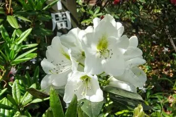 <p>ขาวเขียว</p>