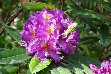 <p>สีม่วงสดสวย</p>