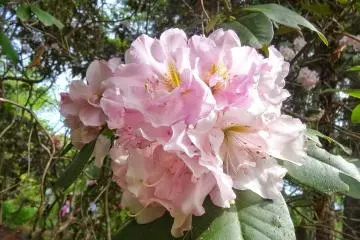 <p>สีชมพูหวานหอม</p>