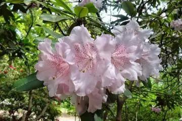 <p>ชมพูจางมีจุดเข้ม</p>