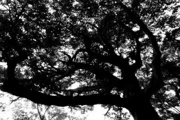 <p>Wild tree in the forested mountain</p>