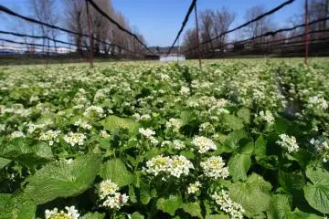<p>Wasabi flowers in spring.</p>