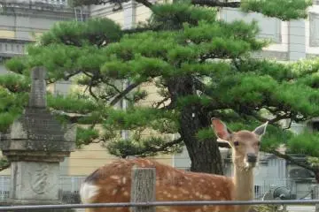 <p>Dans les jardins autour du mus&eacute;e national de Nara</p>