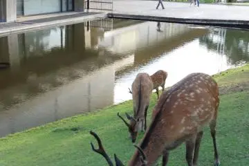 <p>Devant le mus&eacute;e national de Nara</p>