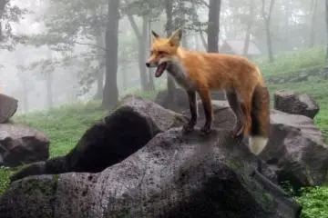 Calling all animal lovers! The Fox Village is not just unique to Japan, but to the whole world!