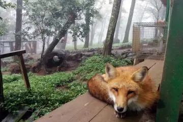Despite their tame appearance, do not try to pet the semi-wild creatures