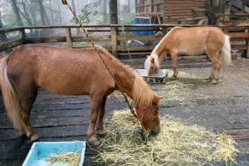 In addition to foxes, there are a few other animals such as horses, crows, rabbits, and goats